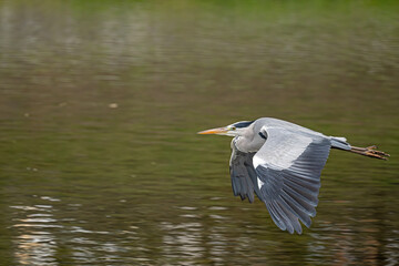 great blue heron in flight Kyoto Bird River