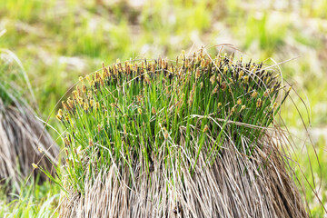 Closeup of Tuft carex, Carex cespitosa blooming on a wet meadow in rural Estonia, Northern Europe