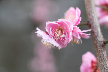 Fresh beautiful pink plum flower blossom.