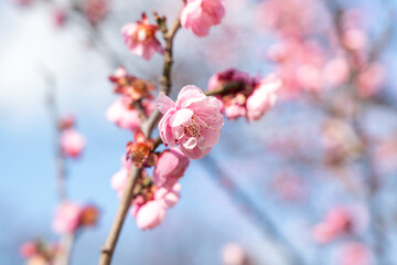 Fresh beautiful pink plum flower blossom.