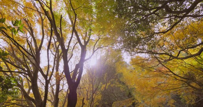 紅葉が広がる秋の山