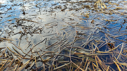 reeds in the water. water and dry reeds. dry grass under water. reeds and cattails aquatic plants under water Bends and breaks oncoming waves