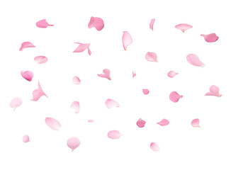 Scattered Pink sakura Petals on White