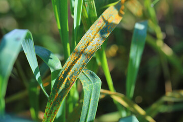 Wheat leaf or brown rust Puccinia trticina (recondita) erupting sporulating pustules on a cereal.