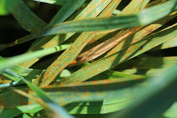 Wheat leaf or brown rust Puccinia trticina (recondita) erupting sporulating pustules on a cereal.