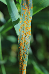 Wheat leaf or brown rust Puccinia trticina (recondita) erupting sporulating pustules on a cereal.
