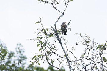 A lonely Field thrush perching during a cloudy summer morning in rural Estonia, Northern Europe