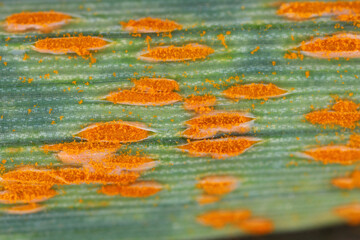 Wheat leaf or brown rust Puccinia trticina (recondita) erupting sporulating pustules on a cereal.