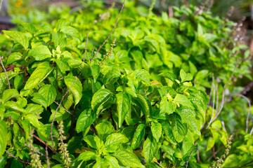 Sweet basil with tree basil in vegetable garden. Fresh green leaves of herb plant - obrazy, fototapety, plakaty