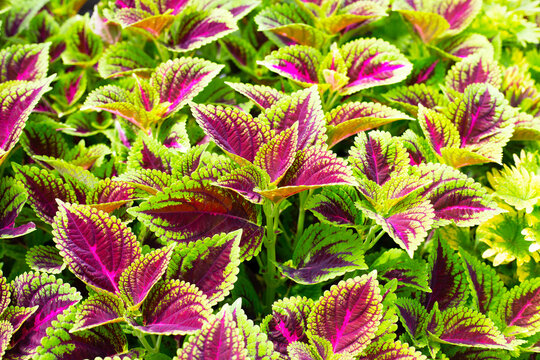 Colorful leaves of coleus or painted nettle plant