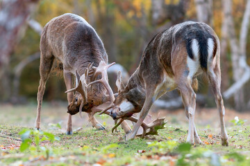 fallow deer stags fighting in mating season - 739923421