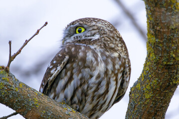 closeup of little owl on a branch - 739923433