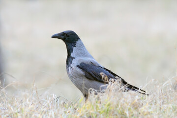 hooded crow on faded meadow - 739923454