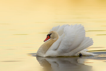 mute swan in beautiful sunrise orange light - 739923461