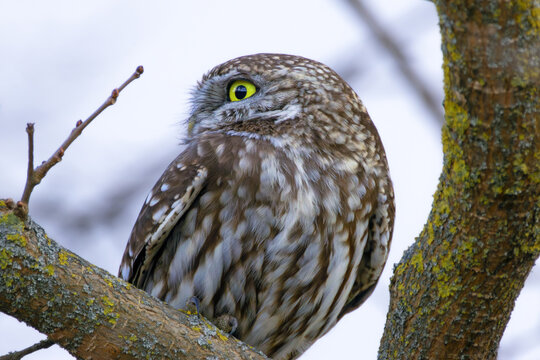closeup of little owl on a branch