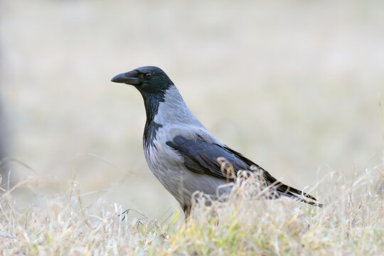 hooded crow on faded meadow