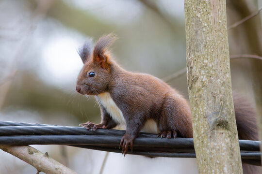 red squirrel on electric cable