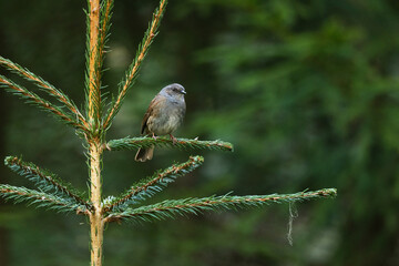 A curious Dunnock, Prunella modularis perched on a Spruce in a springtime forest in Estonia, Northern Europe	