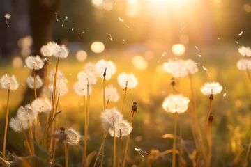  Beautiful dandelions in the meadow at sunset. Nature background © gographic
