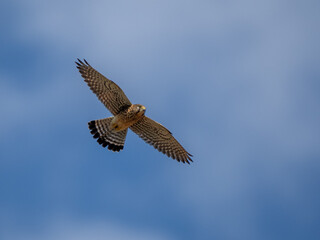 Falke