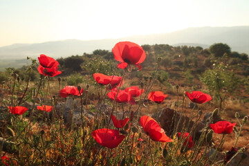 A bunch of bright red poppies blooming close to Ephesus, Selcuk in the early morning sun, Turkey