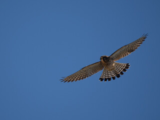 Falke