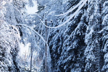 Snow covered electric power lines and a tree that has fallen on to them on a winter day in rural...