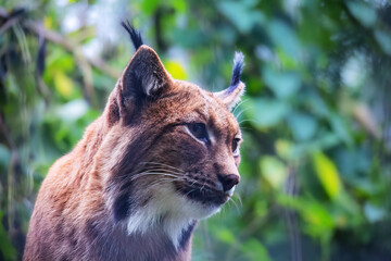 Lynx sat down with bokeh background