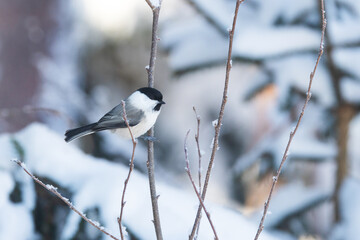 Cute Willow tit on a small branch during a cold winter day in a boreal forest in Estonia, Northern...