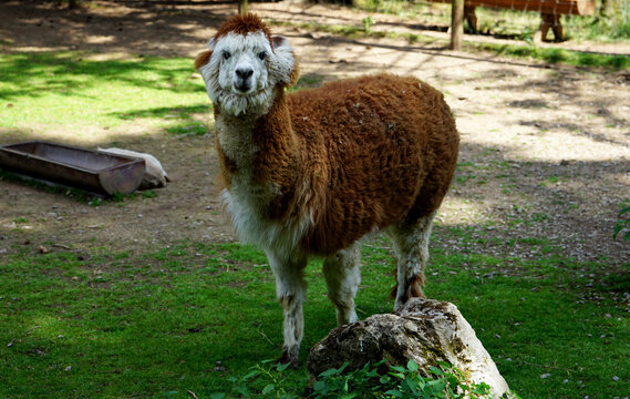 brown alpaca in the zoo