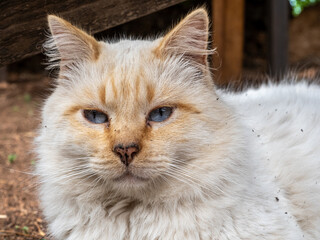 Katze