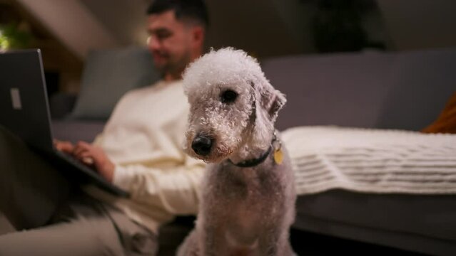 Cute curly dog looking at camera