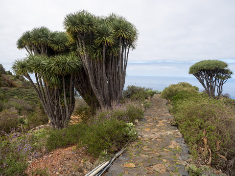 La Palma