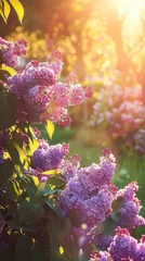 Fototapeten Sunlit scene overlooking the lilac plantation with many lilac blooms, bright rich color, professional nature photo © shooreeq