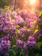 Foto auf Alu-Dibond Sunlit scene overlooking the lilac plantation with many lilac blooms, bright rich color, professional nature photo © shooreeq