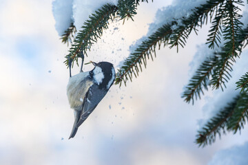 Cute little Coal tit hanging on to a Norway spruce branch and looking for food in order to survive...