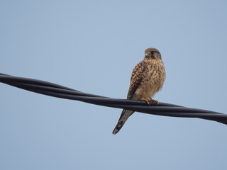 Falke