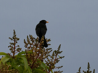 Amsel