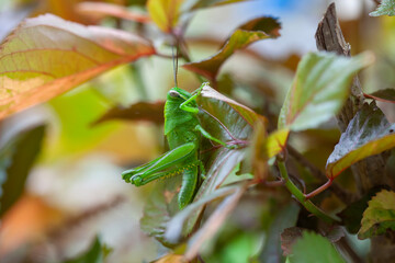 Grasshopper in leaves of plants