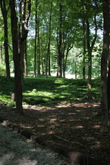 path in the forest