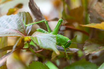 Grasshopper in leaves of plants