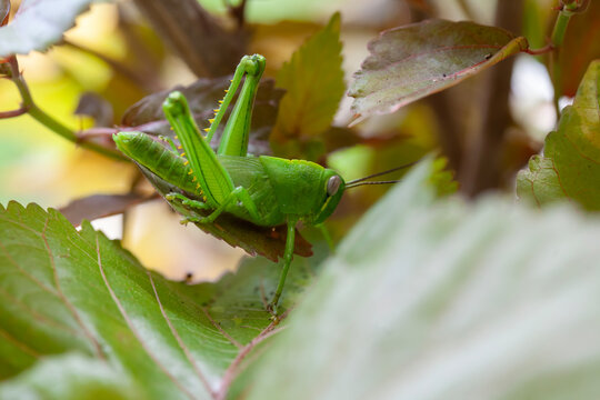 Grasshopper in leaves of plants