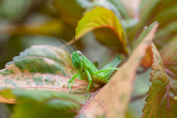 Grasshopper in leaves of plants