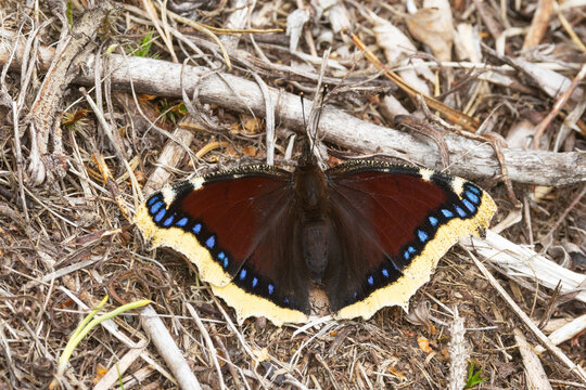 A large European butterfly Camberwell beauty resting on the ground on a summer day in Estonia