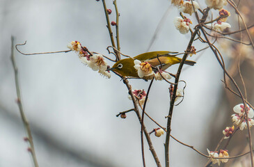 可愛い野鳥のメジロ