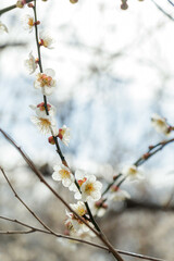 早春を告げる梅の花
