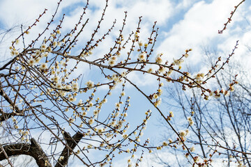 早春を告げる梅の花