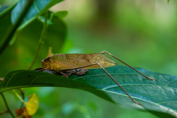 Grasshopper in leaves of plants