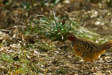 地上を走るコジュケイ