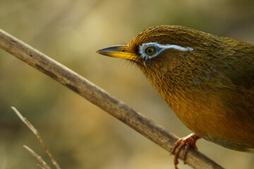 枝に留まるガビチョウ